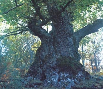 Los árboles y bosques sagrados 2ª Parte