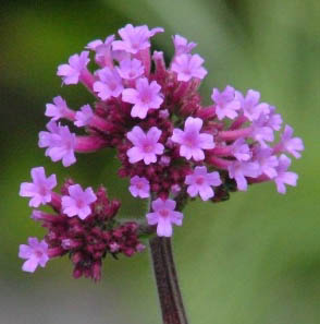 Supersticiones para la verbena de San Juan