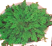 la Rosa de Jericó