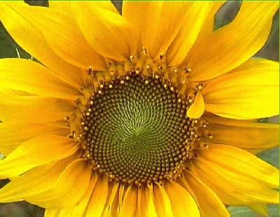 50 plantas que atraen energías positivas, suerte, éxito - Girasol -