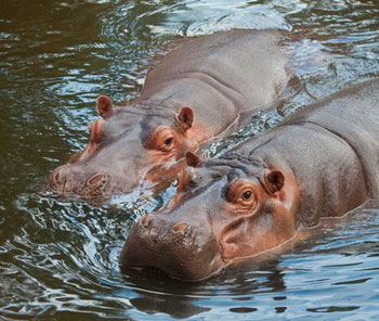 Soñar con hipopótamos