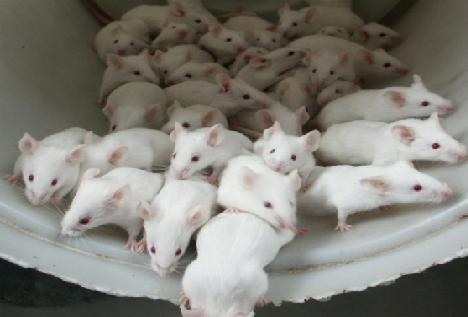 Como interpretar soñar con ratas