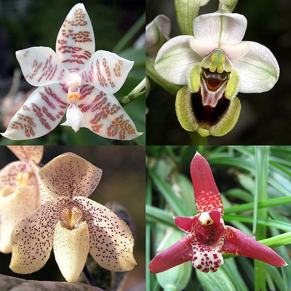 Terapia Floral con Orquídeas del Amazonas