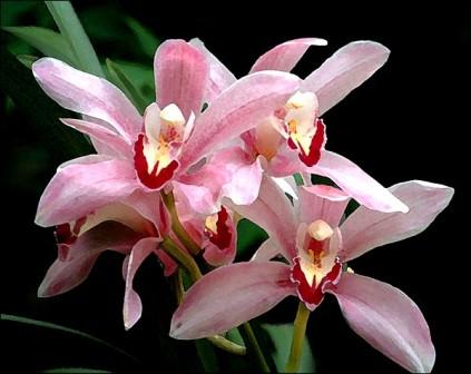 Terapia Floral con Orquídeas del Amazonas