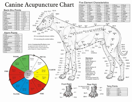 Acupuntura Veterinaria