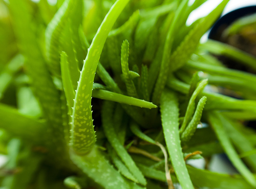 Aloe Vera