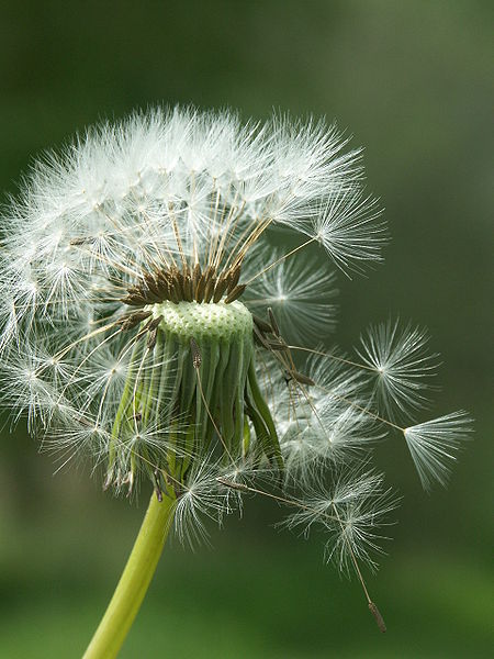 El Diente de León