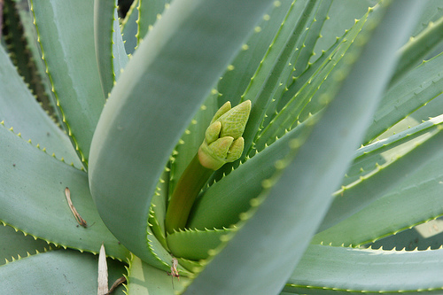 Aloe Vera