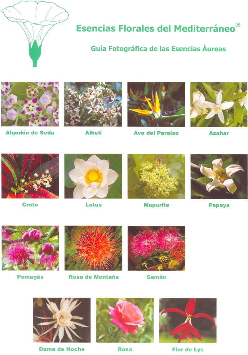 Las flores áureas