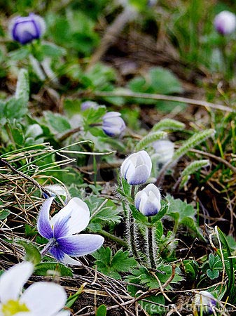 Esencias florales del Himalaya