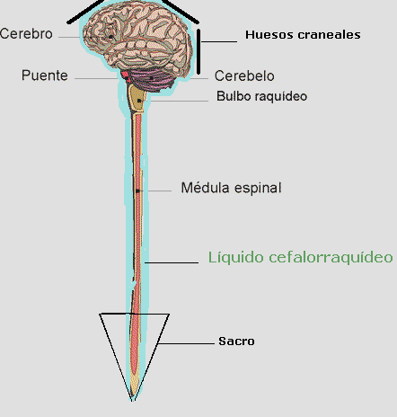 La abrazoterapia